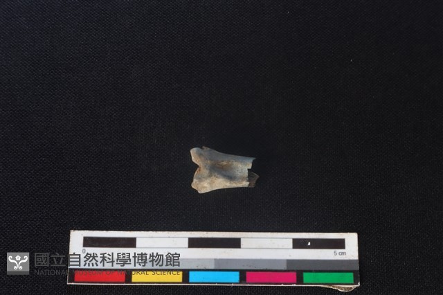 野兔骨藏品圖，第2張
