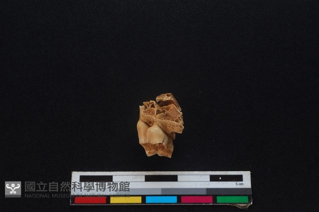 梅花鹿骨藏品圖，第2張