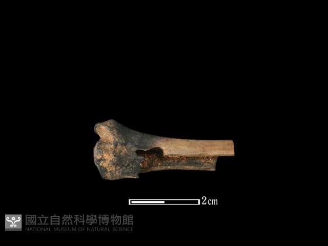 獐骨藏品圖，第2張