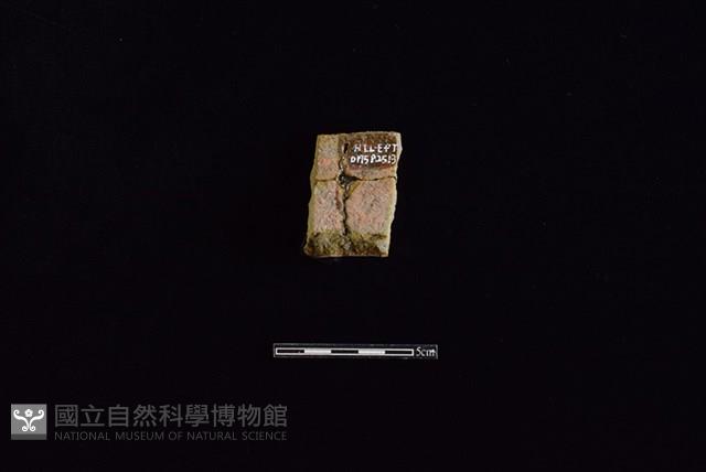 Accession Number:HLL-E PT0175 Collection Image, Figure 2, Total 2 Figures