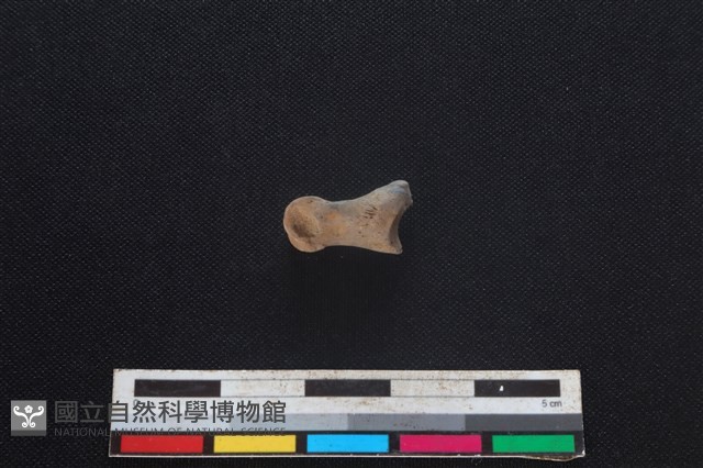 山羌骨藏品圖，第2張