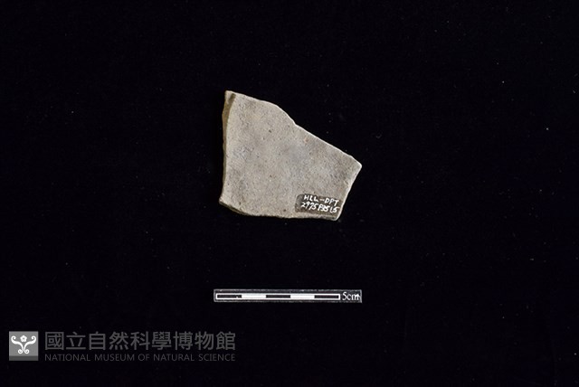 陶片藏品圖，第2張