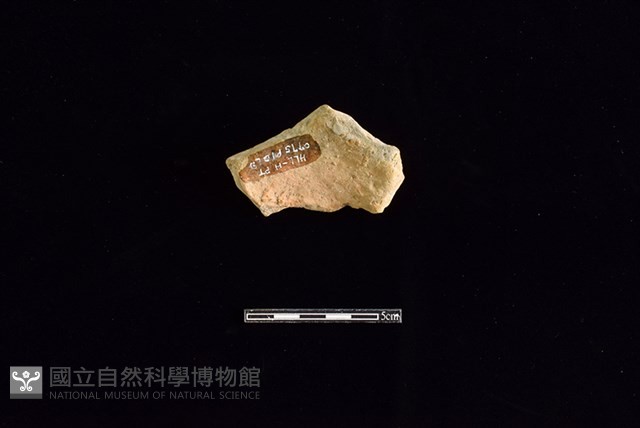 陶片藏品圖，第2張