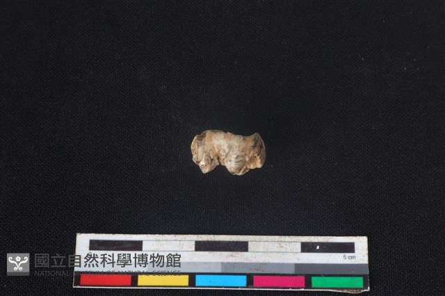 豬骨藏品圖，第2張