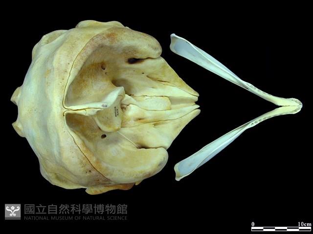 侏儒抹香鯨藏品圖，第2張