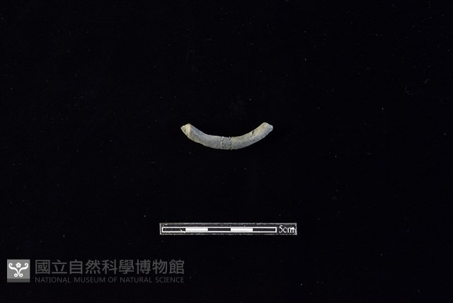 陶環藏品圖，第2張