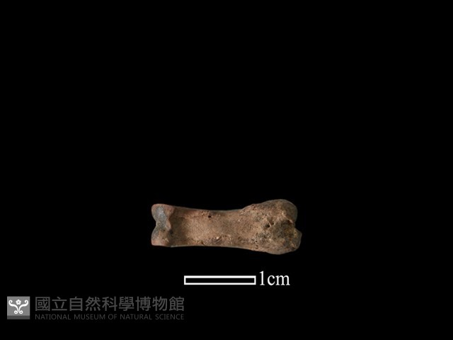 山羌骨藏品圖，第2張
