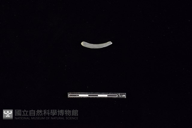 陶環藏品圖，第2張