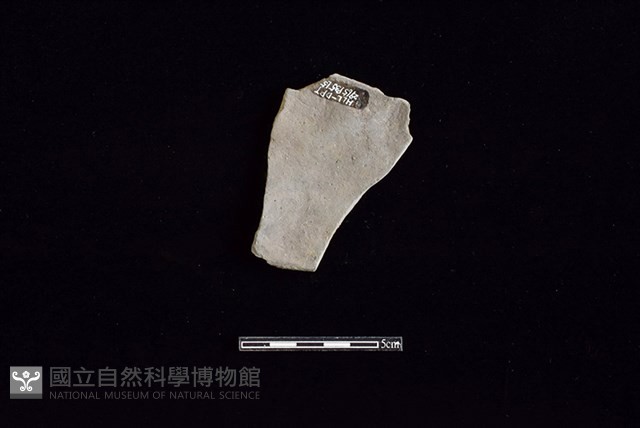 陶片藏品圖，第2張