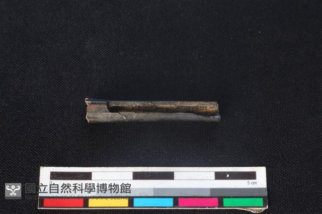 白鼻心骨藏品圖，第2張