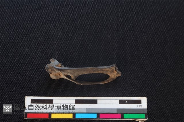 環頸雉骨藏品圖，第2張