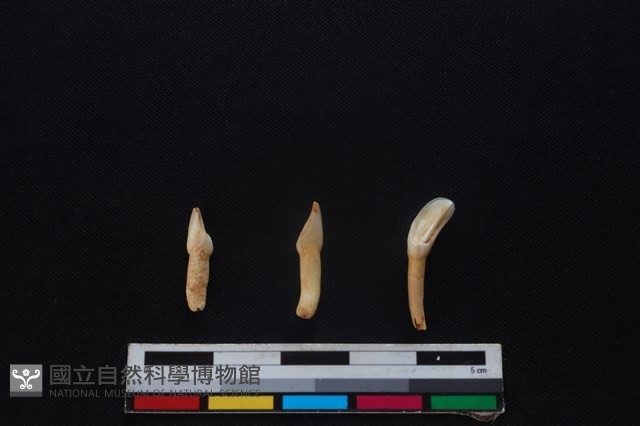 梅花鹿骨藏品圖，第2張