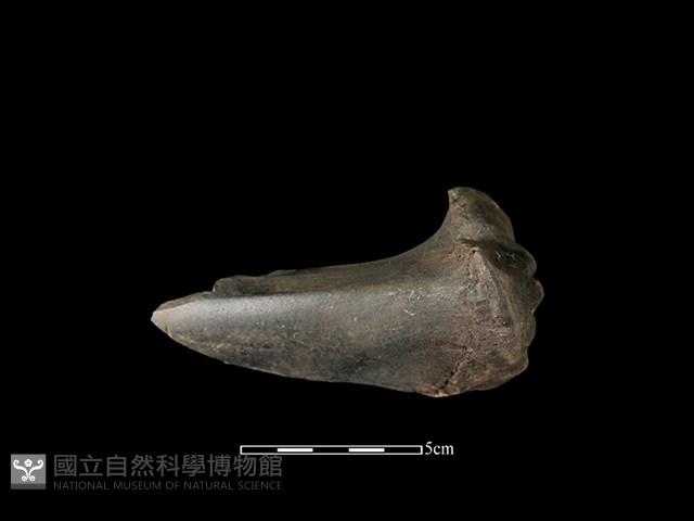 梅花鹿骨藏品圖，第1張