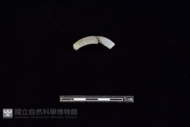 陶環藏品圖，第2張
