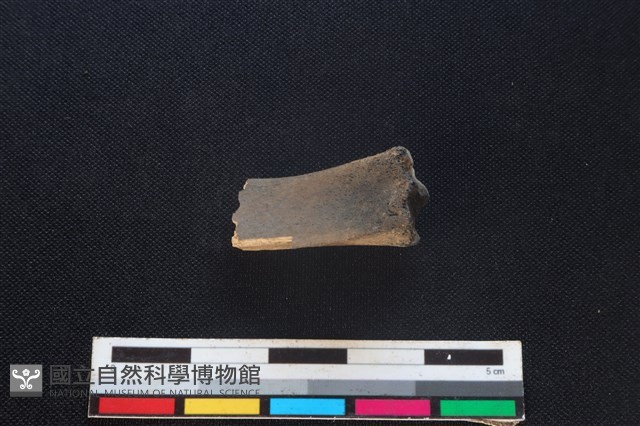 食肉目骨藏品圖，第2張