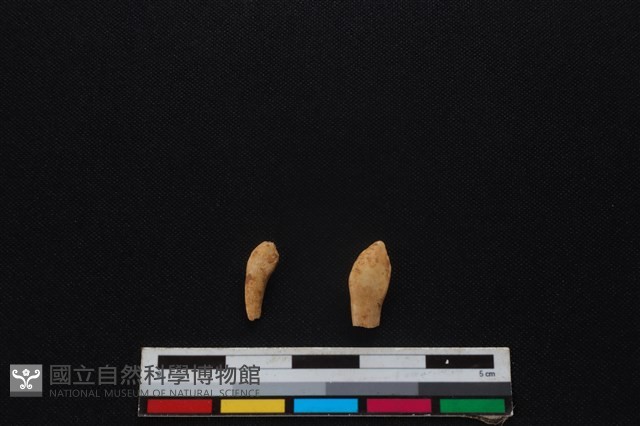 梅花鹿骨藏品圖，第2張