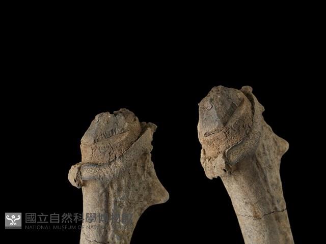 梅花鹿骨藏品圖，第1張