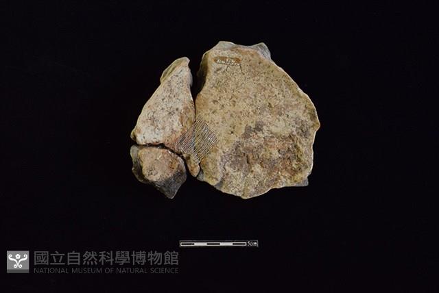 陶片藏品圖，第2張