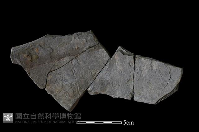 陶片藏品圖，第2張