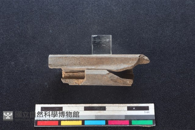 梅花鹿骨藏品圖，第2張