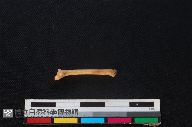 野兔骨藏品圖，第2張