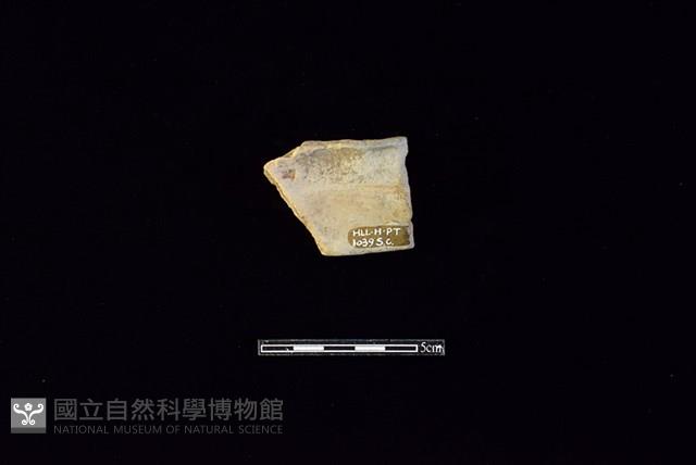 陶片藏品圖，第2張