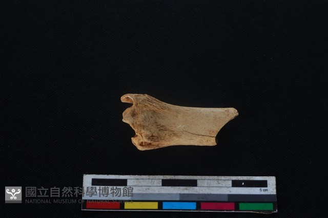 山羌骨藏品圖，第2張