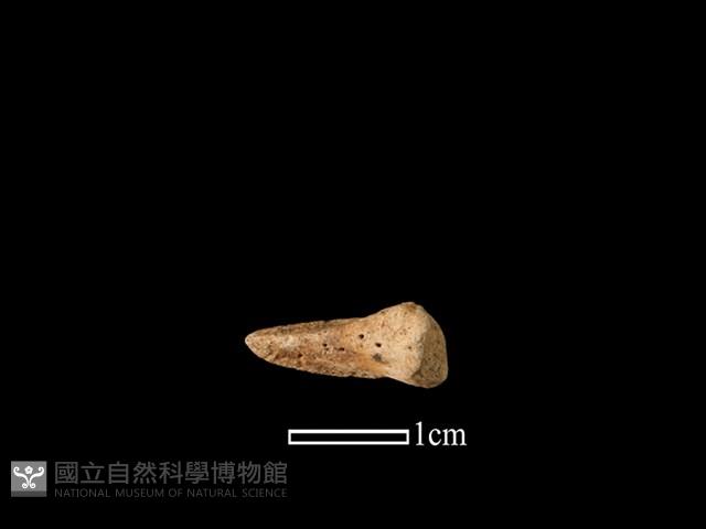 獐骨藏品圖，第2張