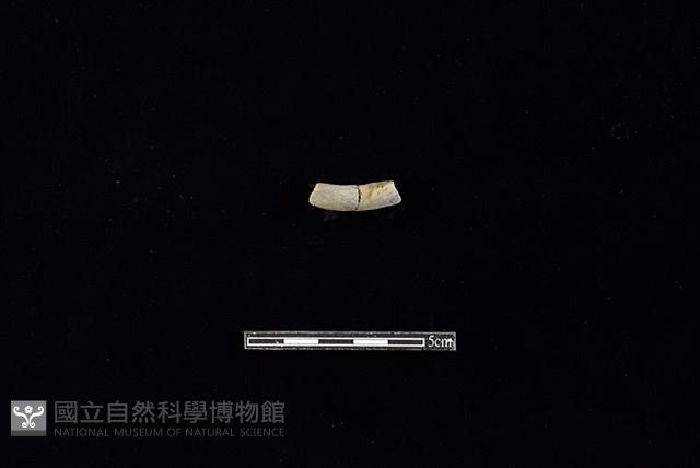 陶環藏品圖，第2張