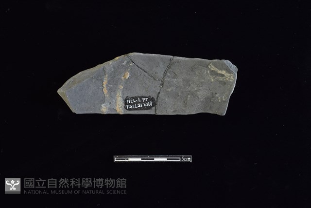 陶片藏品圖，第2張
