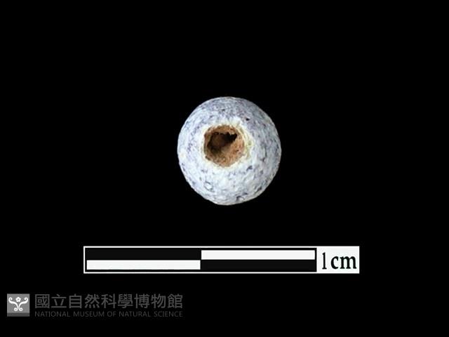 玻璃珠藏品圖，第2張