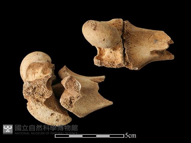 梅花鹿骨藏品圖，第1張