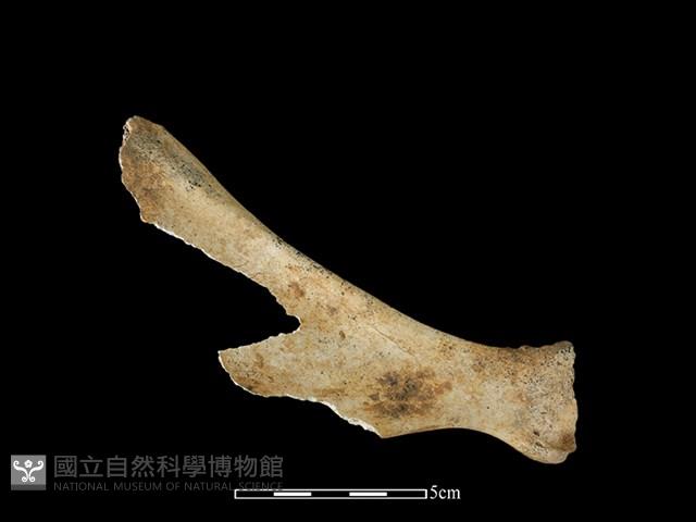 豬骨藏品圖，第1張