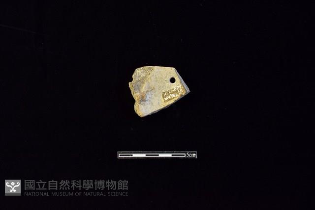 陶片藏品圖，第2張