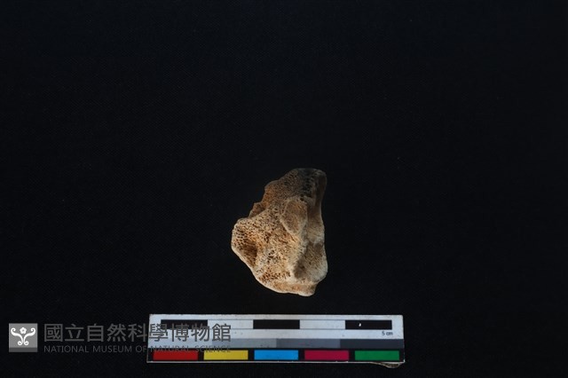 梅花鹿骨藏品圖，第2張