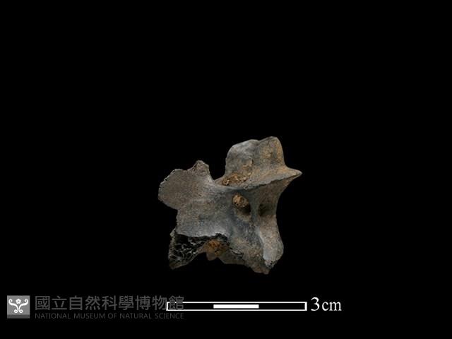 獐骨藏品圖，第1張