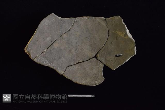 陶片藏品圖，第2張