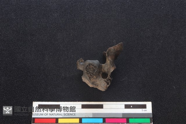 鹿科骨藏品圖，第2張