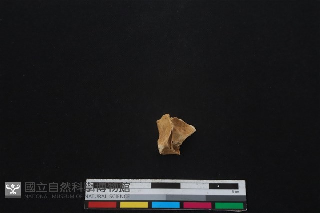 獐骨藏品圖，第2張