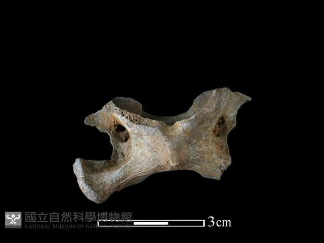 鹿科骨藏品圖，第3張