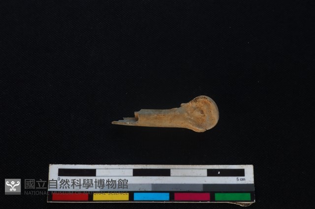 環頸雉骨藏品圖，第2張
