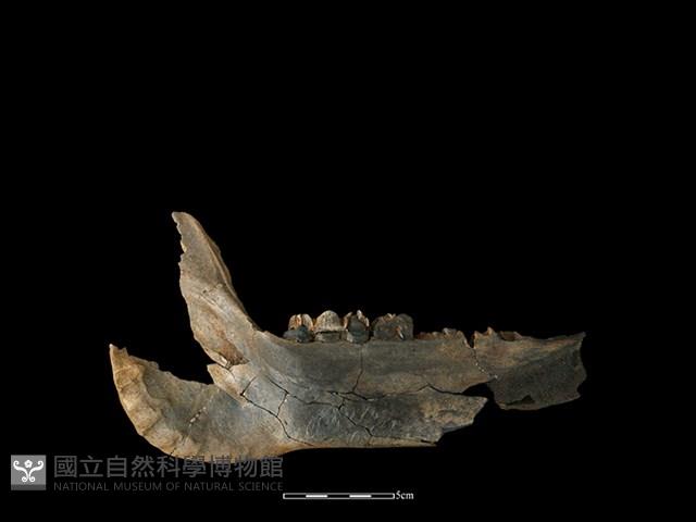 豬骨藏品圖，第1張