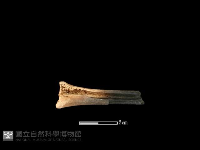 獐骨藏品圖，第2張