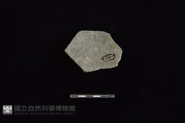 陶片藏品圖，第2張