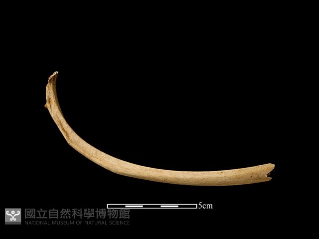 梅花鹿骨藏品圖，第1張