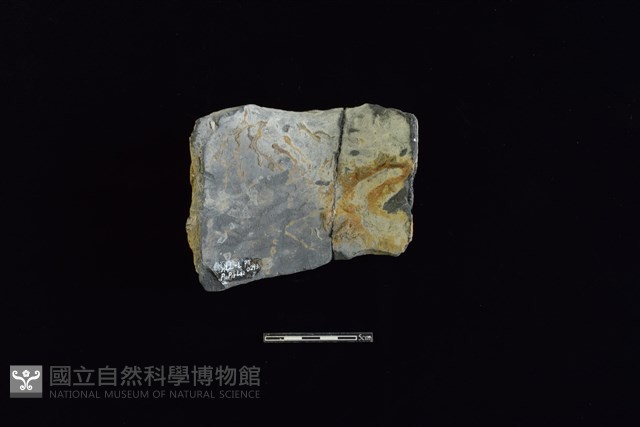 陶片藏品圖，第2張