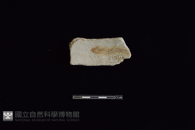 陶片藏品圖，第2張