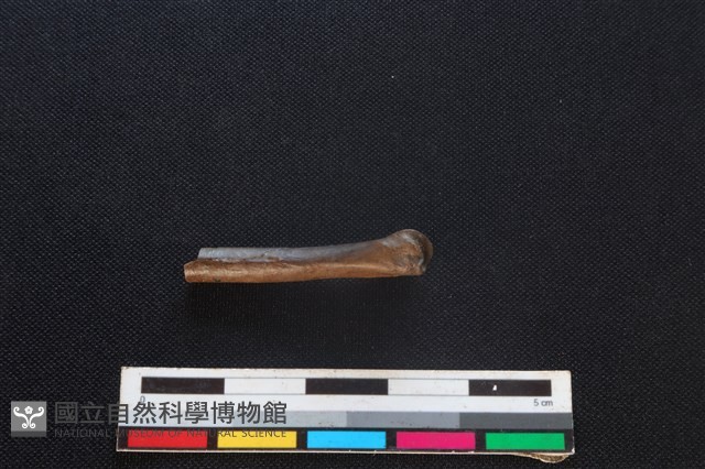 野兔骨藏品圖，第2張