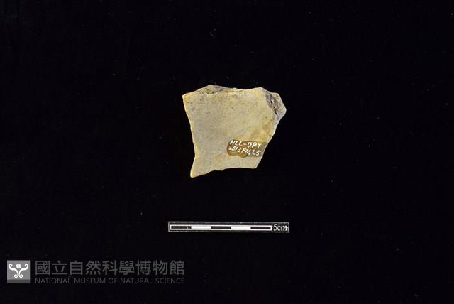 陶片藏品圖，第2張