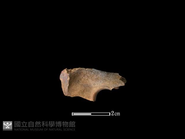 獐骨藏品圖，第2張